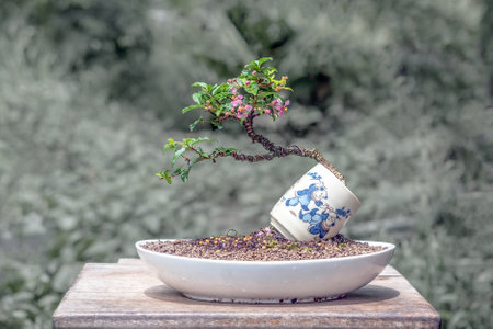 acerola cherry mini bonsai tree with flower