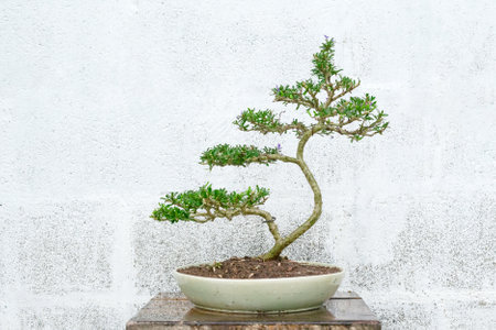Linh sam, a small bonsai tree in Ceramic potの写真素材