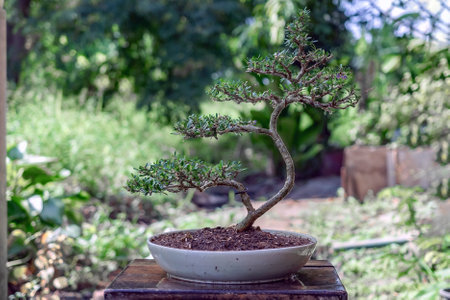 Linh sam, a small bonsai tree in Ceramic potの写真素材