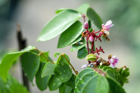 Young fruits and flowers of star fruitの写真素材