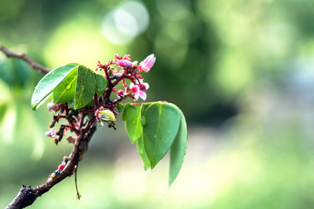 Young fruits and flowers of Vietnamese star fruitの写真素材