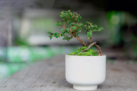Phyllodium pulchellum in ceramic potsの写真素材