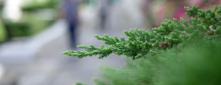 Close up photo of juniper pine tops for background.の写真素材