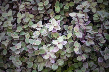 Close up of leaf for background,selective focussの写真素材