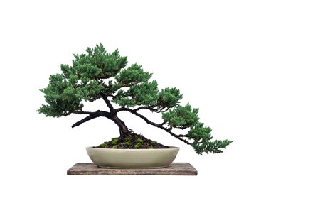 juniper pine bonsai in a ceramic pot on white background ,copy spaceの写真素材