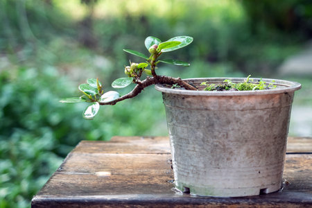 Ficus microcarpa in a dirty plastic potの写真素材