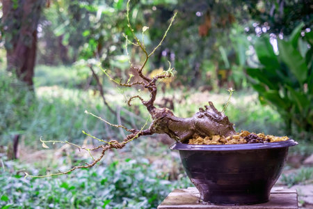 Ficus benghalensis tree, leaves removed to reveal the structure of the branches, in the process of creating a bonsai.の写真素材