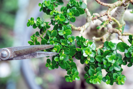 Taiwan Premna Bonsai Leaf Pruning,selective focus