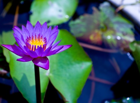 Purple Lotus from Thailandの写真素材