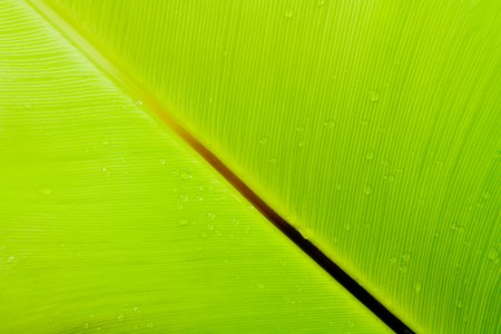 Bird's nest fern leafの写真素材