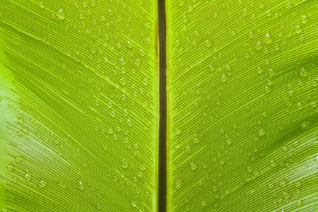 Bird's nest fern leafの写真素材
