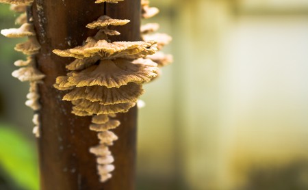 fungi on dry bamboo