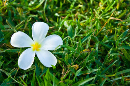 White plumeria on green grassの写真素材