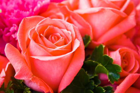 blossom pink roses の写真素材