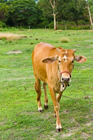 Cow in the field  in Thailandの写真素材