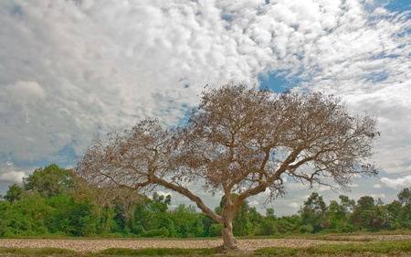 dead trees in rural forests. の写真素材