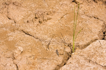 Plant in Dry brown soil の写真素材