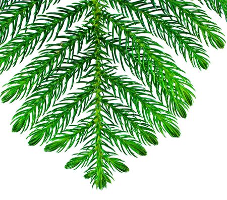 Pine branches isolated on white background の写真素材