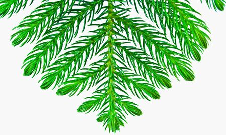 Pine branches isolated on white background の写真素材