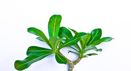 branches of desert rose isolated on white background の写真素材