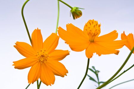 Orange cosmoc flowerの写真素材