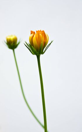 Orange cosmoc flowerの写真素材