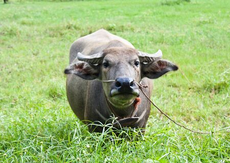 Buffalo in Thailandの写真素材