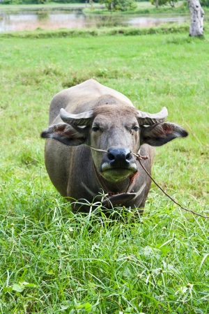Buffalo in Thailandの写真素材