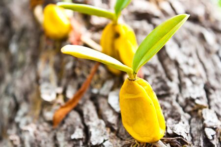 Orchid growing on treeの写真素材