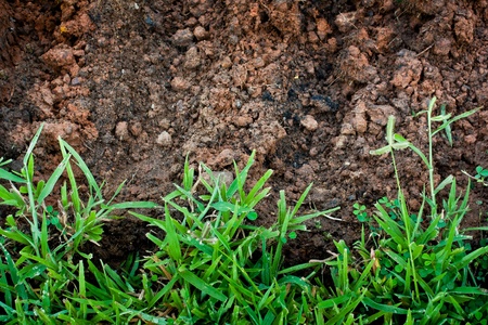Green grass with earth の写真素材