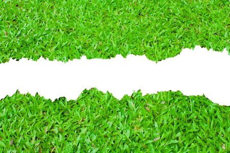 Fresh spring green grass on white background with copy space. の写真素材