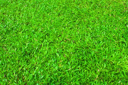 Green grass background の写真素材
