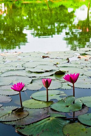 A pink water lily の写真素材