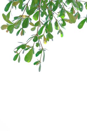 Green leave on white backgroundの写真素材