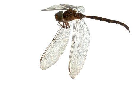 dragonfly isolate on whiteの写真素材