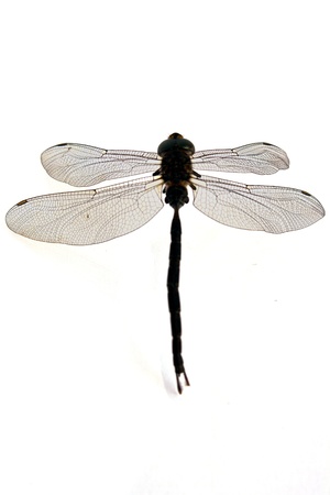 dragonfly isolate on whiteの写真素材