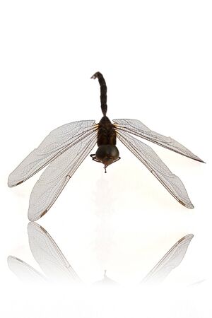 dragonfly isolate on whiteの写真素材