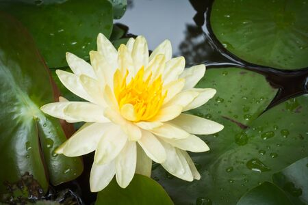 Yellow lotus flowerの写真素材
