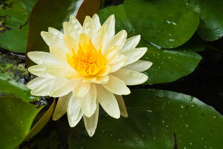 Yellow lotus flowerの写真素材