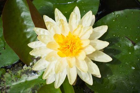 Yellow lotus flowerの写真素材