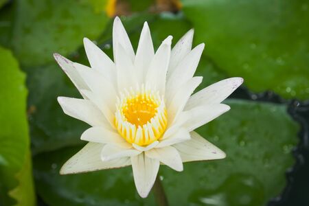 Closeup white lotus flower in the lake の写真素材