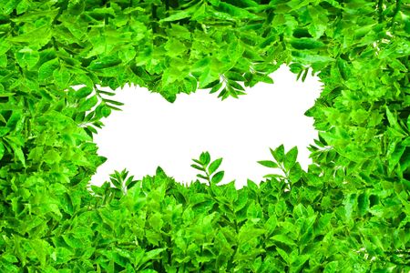 Frame from green leafs isolated on white background with space for text.の写真素材