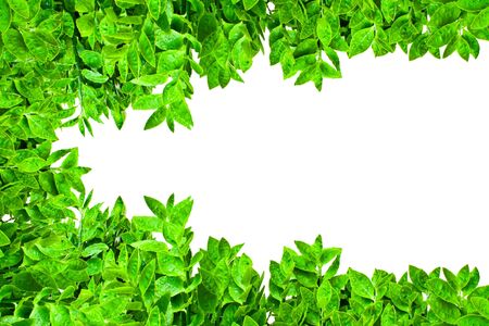 Frame from green leafs isolated on white background with space for text.の写真素材