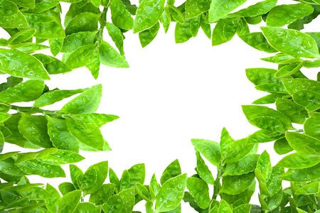 Frame from green leafs isolated on white background with space for text.の写真素材