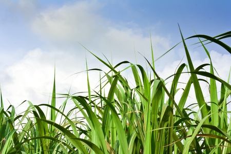 Sugarcane field in blue sky and white cloud in Thailand