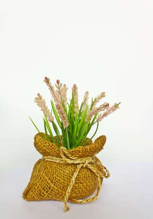 Decorative flower on white for relaxed backgroundの写真素材