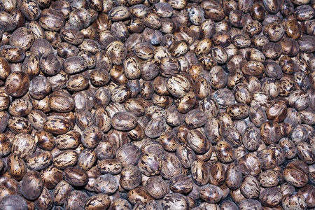 Texture of rubber seed ball for background useの写真素材
