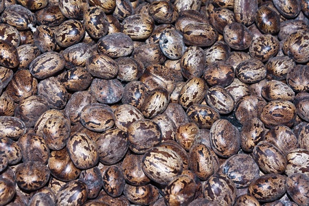 Texture of rubber seed ball for background useの写真素材