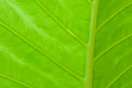 Texture of a green leaf as backgroundの写真素材