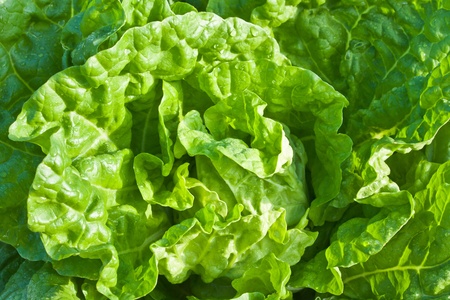 Close up top view of Chinese cabbageの写真素材
